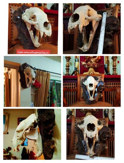 แท้เก่าโบราณครบชุดขนาดใหญ่สภาพเยี่ยมโชว์ได้เลย รูปที่ 9