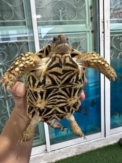 เต่าบกหาบ้านใหม่ รูปที่ 3