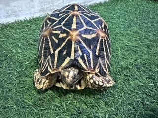 เต่าบกหาบ้านใหม่ รูปที่ 2