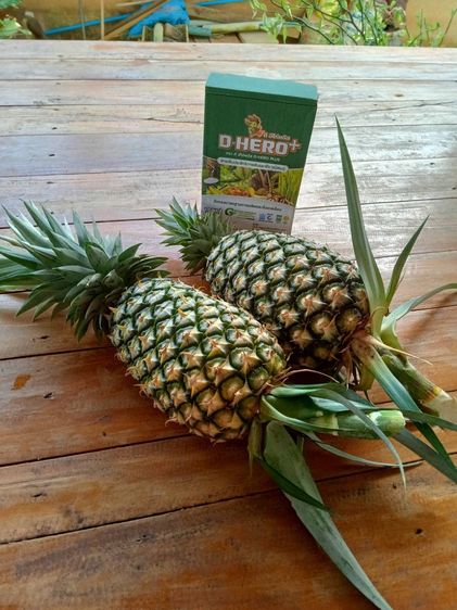 สารเพิ่มประสิทธิภาพดินและพืช(ชนิดผง) รูปที่ 12