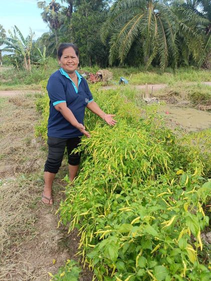 สารเพิ่มประสิทธิภาพดินและพืช(ชนิดผง) รูปที่ 11