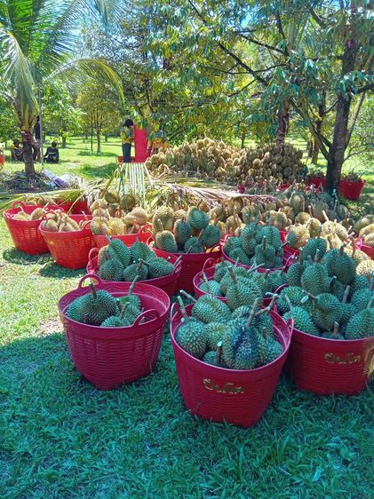 สารเพิ่มประสิทธิภาพดินและพืช(ชนิดผง) รูปที่ 13