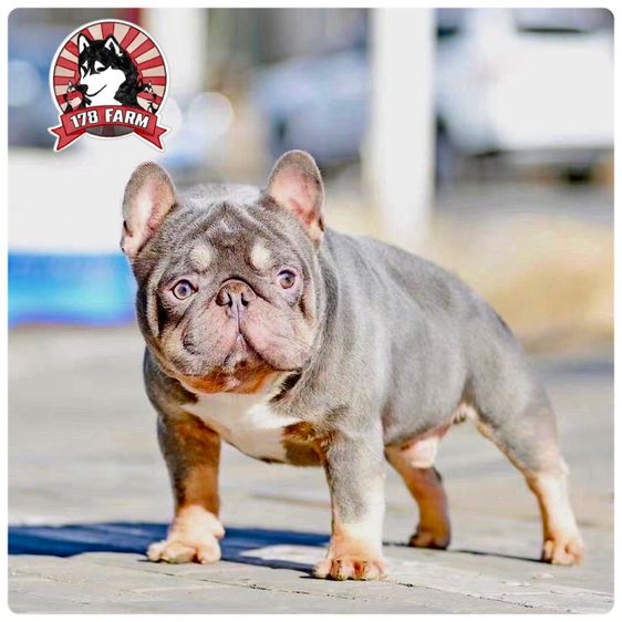 เฟรนบลูด๊อก เกรดนำเข้า  รูปที่ 16