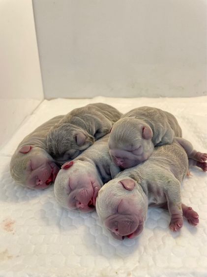 เฟรนบลูด๊อก เกรดนำเข้า  รูปที่ 9