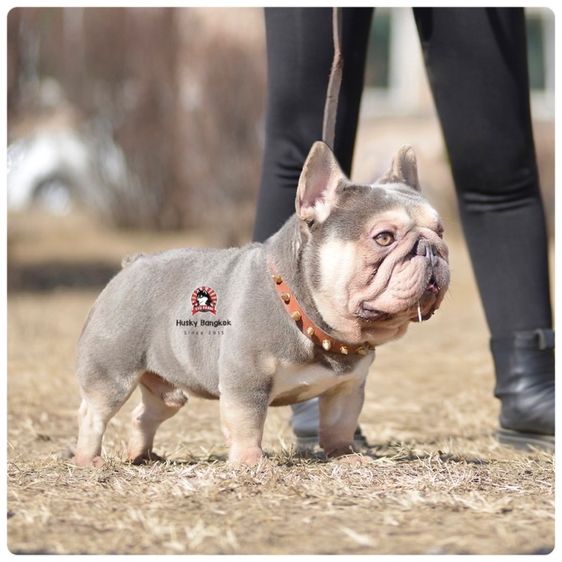 เฟรนบลูด๊อก เกรดนำเข้า  รูปที่ 11