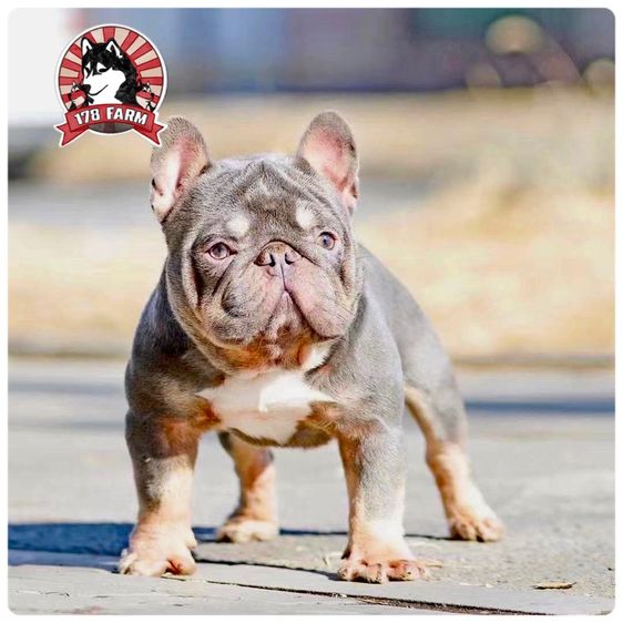 เฟรนบลูด๊อก เกรดนำเข้า  รูปที่ 14