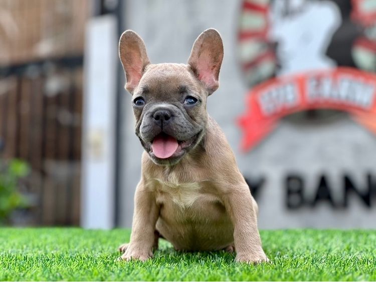 เฟรนบลูด๊อก เกรดนำเข้า  รูปที่ 3