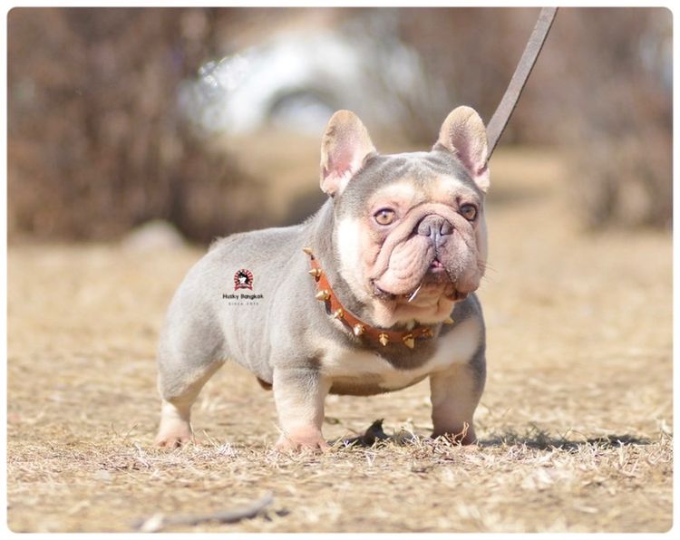 เฟรนบลูด๊อก เกรดนำเข้า  รูปที่ 13