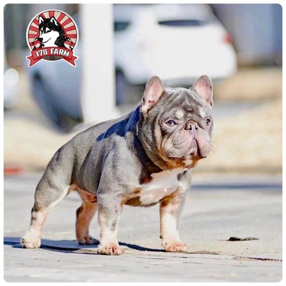 เฟรนบลูด๊อก เกรดนำเข้า  รูปที่ 15