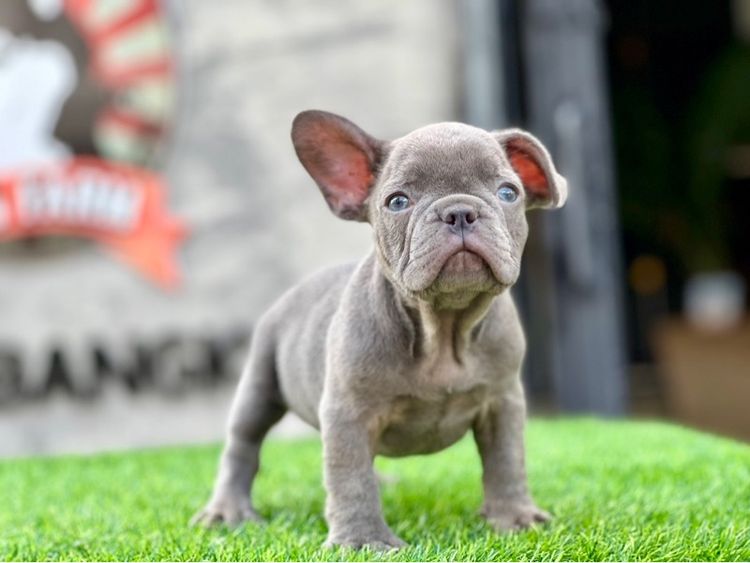 เฟรนบลูด๊อก เกรดนำเข้า 