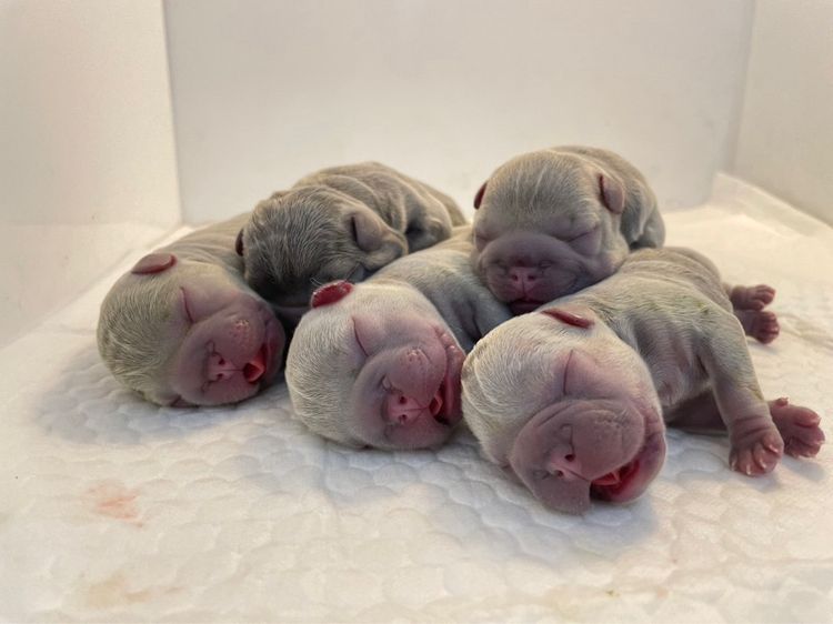 เฟรนบลูด๊อก เกรดนำเข้า  รูปที่ 7