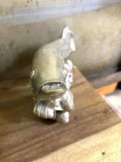 ปลามังกร กระไหล่เงินสะสมA3 รูปที่ 3