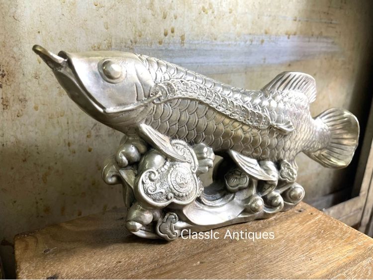 ปลามังกร กระไหล่เงินสะสมA3 รูปที่ 2