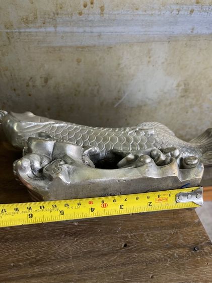 ปลามังกร กระไหล่เงินสะสมA3 รูปที่ 11