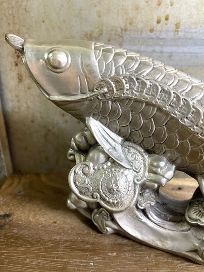 ปลามังกร กระไหล่เงินสะสมA3 รูปที่ 5