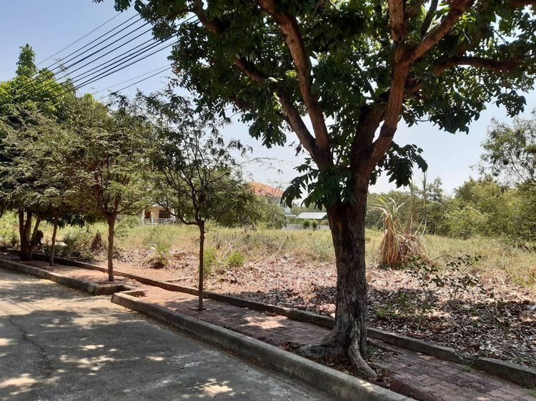 ที่ดินเปล่า 84 ตรว. หมู่บ้านชัยพฤกษ์ บางบัวทอง นนทบุรี รูปที่ 3