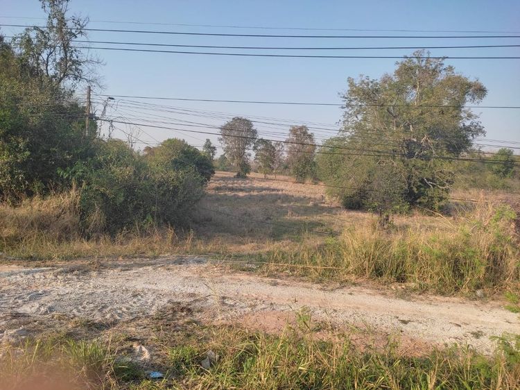 ที่ดินเปล่าชัยภูมิ 53 ไร่