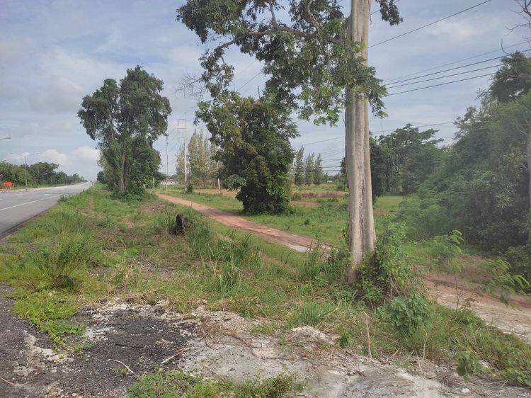 ที่ดินเปล่าชัยภูมิ 53 ไร่ รูปที่ 2