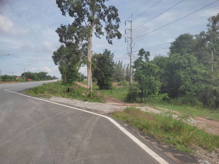 ที่ดินเปล่าชัยภูมิ 53 ไร่ รูปที่ 3