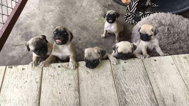 ลูกสุนัขพันธุ์ปั๊ก รูปที่ 2