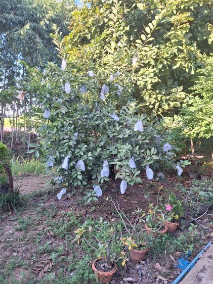 ที่ดินพร้อมบ้าน รูปที่ 4