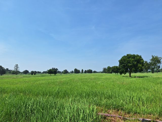 ที่นาขายถูก รูปที่ 2