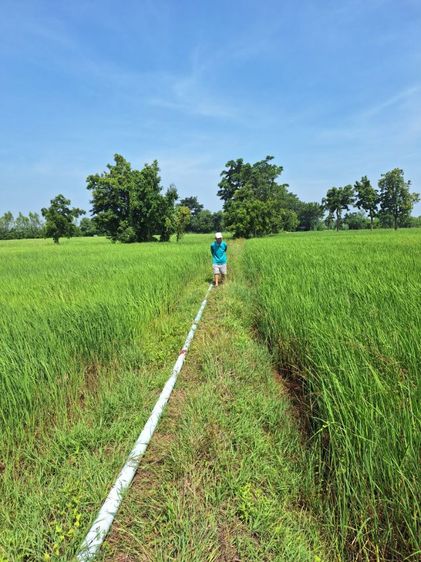 ที่นาขายถูก รูปที่ 4