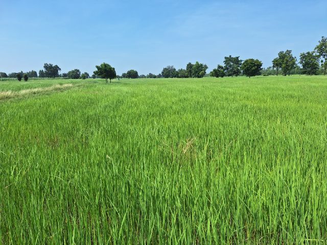 ที่นาขายถูก รูปที่ 3