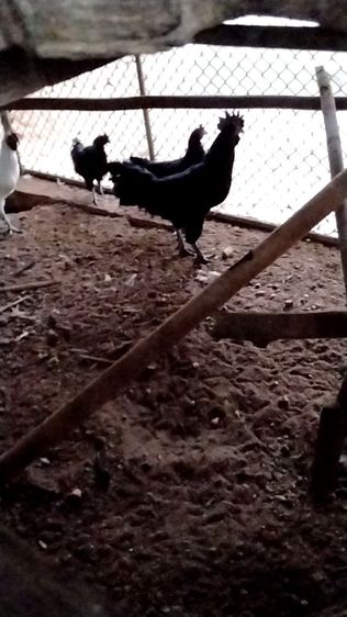 ไก่ดำอินโด ​ไก่หัวเราะ​ ​ไก่เหลืองหางขาว​ ​ไก่​เริ่มต้นตัวละ​600บ. รูปที่ 4