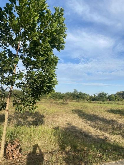 ที่ดินสวยและบรรยากาศดีมาก มีถนนผ่ากลาง อยู่หลังโรงพยาบาลมะขาม รูปที่ 4