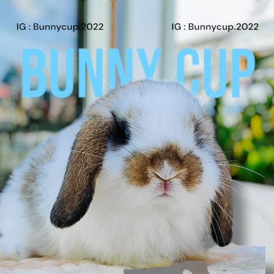 กระต่าย Hl รูปที่ 3