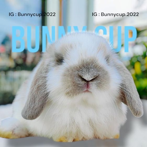 กระต่าย Hl รูปที่ 5