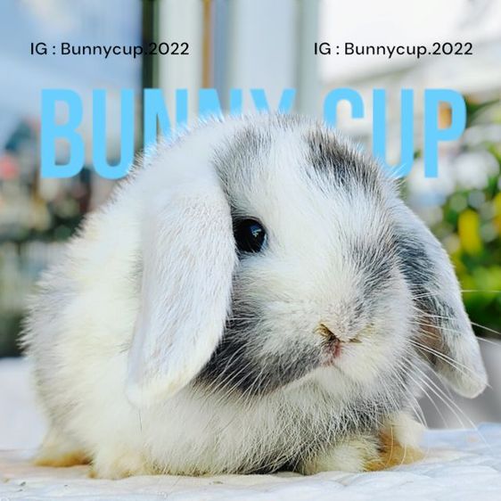 กระต่าย Hl รูปที่ 7