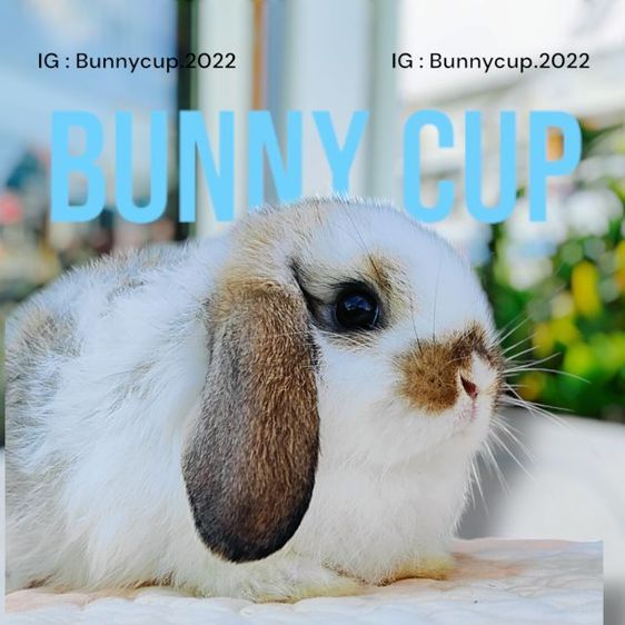 กระต่าย Hl รูปที่ 12