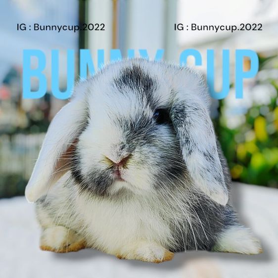 กระต่าย Hl รูปที่ 2