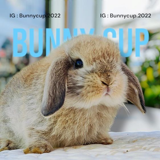 กระต่าย Hl รูปที่ 13