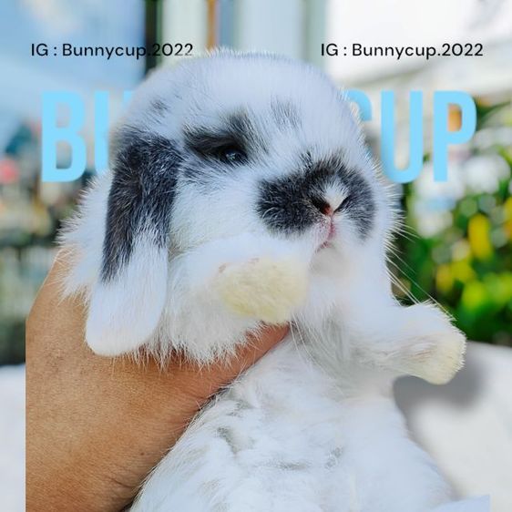 กระต่าย Hl รูปที่ 4