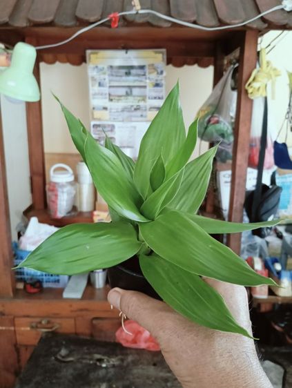 ต้นไม้ กวนอิมดอกบัว รูปที่ 2