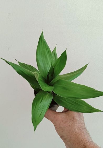 ต้นไม้ กวนอิมดอกบัว