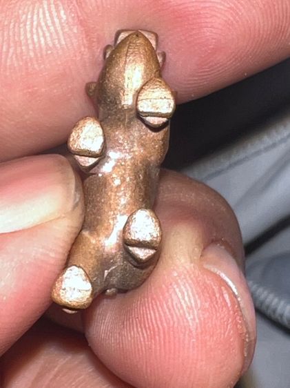 หมูเขี้ยวตัน มหาลาภ หลวงพ่อเส็ง ปี22 พิมพ์เล็ก รูปที่ 10