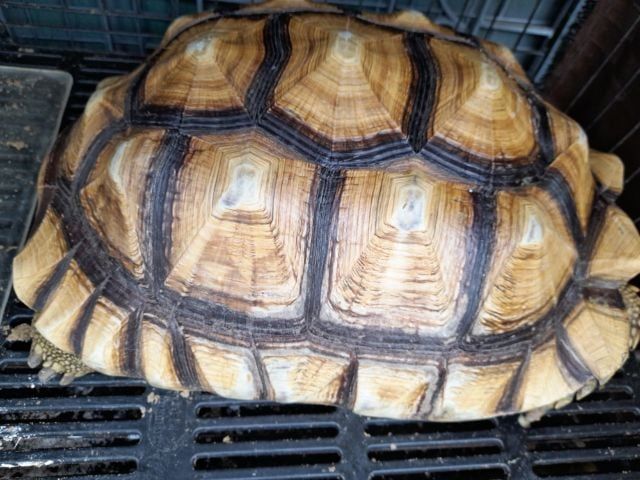 เต่าบกชูคาต้า ตัาเมีย 15  นิ้ว