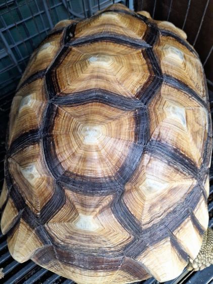 เต่าบกชูคาต้า ตัาเมีย 15  นิ้ว รูปที่ 3