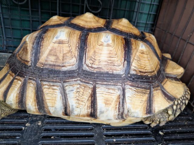 เต่าบกชูคาต้า ตัาเมีย 15  นิ้ว รูปที่ 5