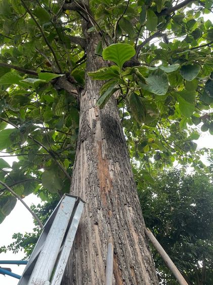 อื่นๆ ไม้สัก