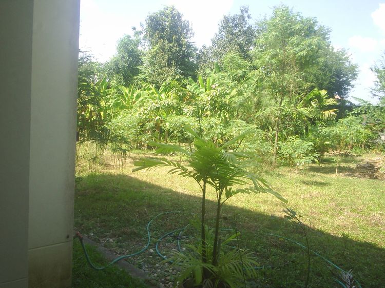 ขายที่ดินว่างเปล่าเนื้อที่เกือบๆ 1 ไร่ รูปที่ 3