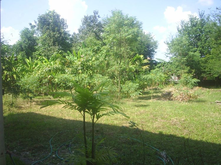 ขายที่ดินว่างเปล่าเนื้อที่เกือบๆ 1 ไร่