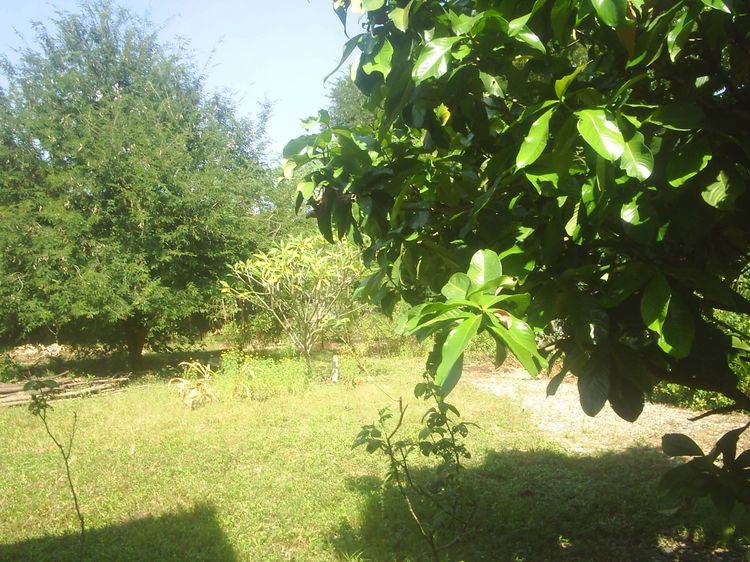 ขายที่ดินว่างเปล่าเนื้อที่เกือบๆ 1 ไร่ รูปที่ 2