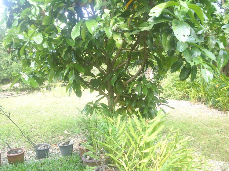 ขายที่ดินว่างเปล่าเนื้อที่เกือบๆ 1 ไร่ รูปที่ 4