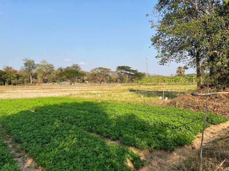 ขายที่ดิน 17-3-74 ไร่ รูปที่ 3