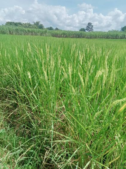 ที่ดิน 16 ไร่  1 งาน 51 ตารางวา ราคาไร่ละ 150,000 บาท ต.นากอก อ.ศรีบุญเรือง จ.หนองบัวลำภู รูปที่ 2